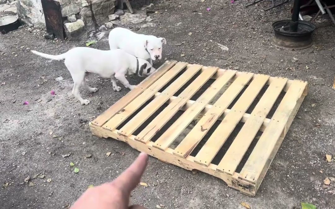 Guía de Precios 2023